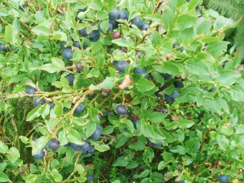 whimberries on the Stiperstones